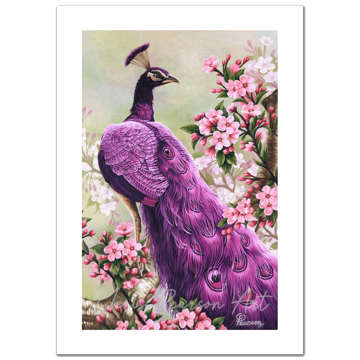 Pink Perfection Peacock  Fine Art Print