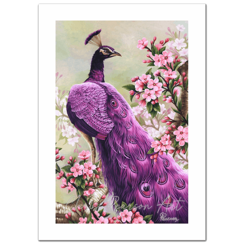 Pink Perfection Peacock  Fine Art Print