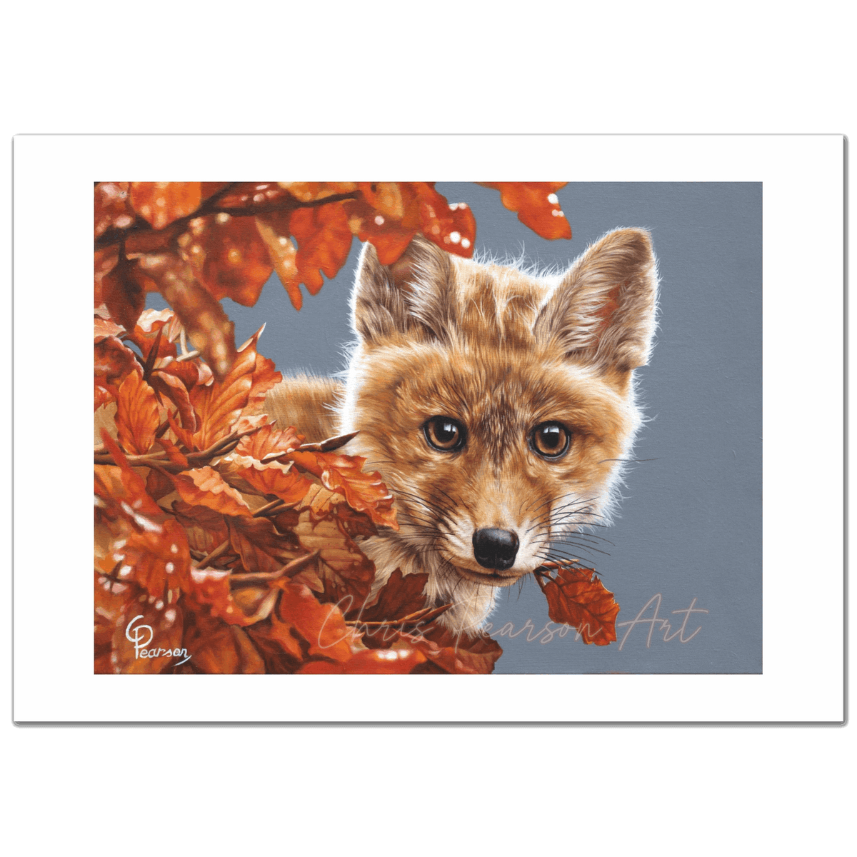Bright Eyes The Inquisitive Fox Fine Art Print